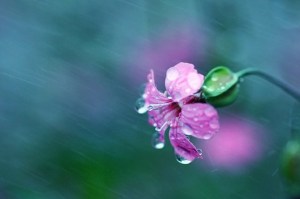 rainy-flower